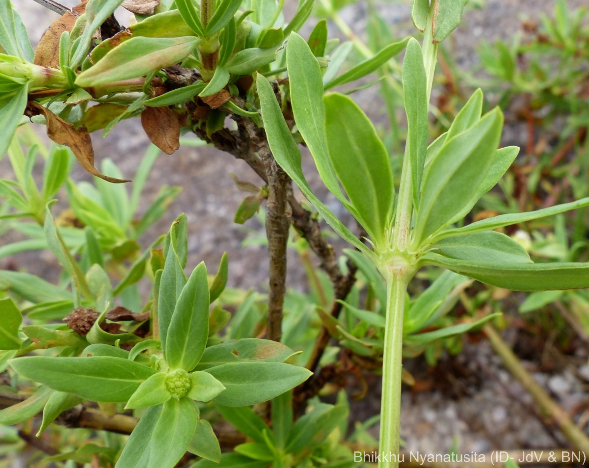 Spermacoce verticillata L.